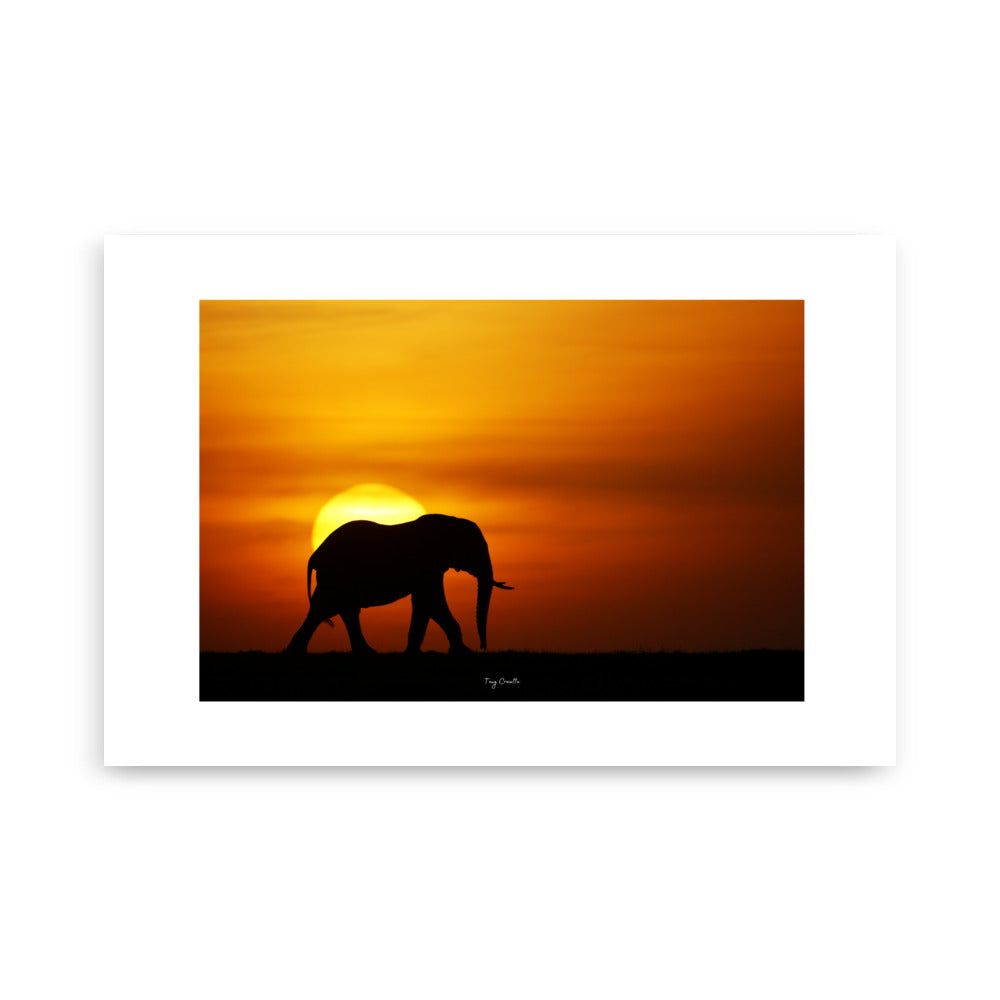 Poster photographie animalière - Capturez la magie de la savane avec cette photographie d’un éléphant au coucher de soleil. Une œuvre intemporelle pour sublimer votre décoration intérieure. - Tony Crocetta - Affiche murale 61x91