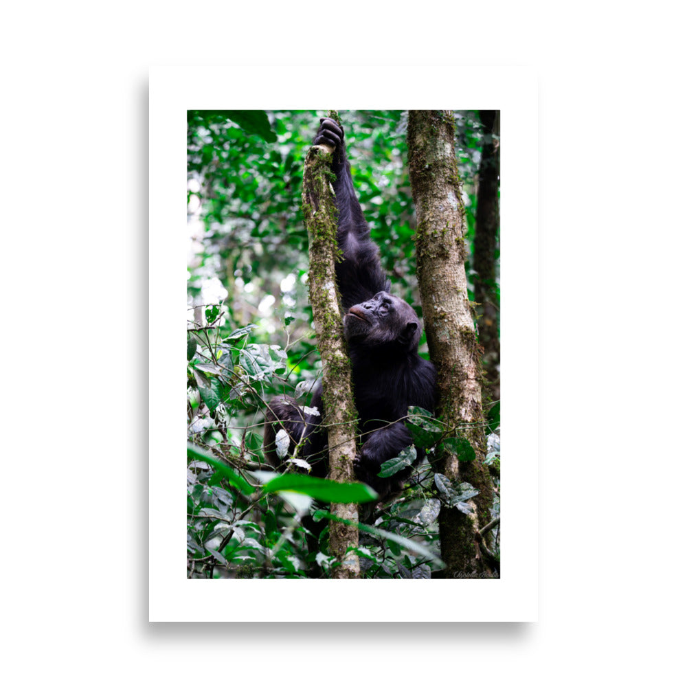 Poster d'un singe dans son millieu naturel