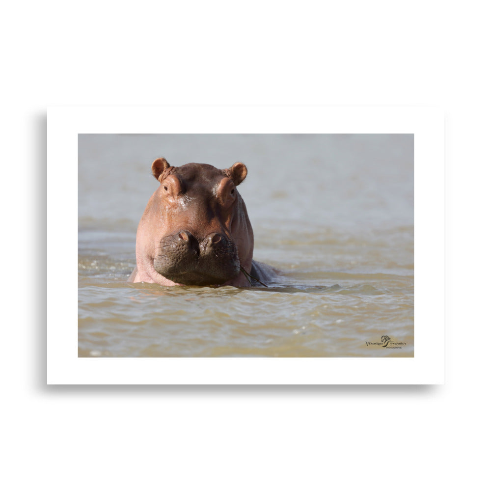 affiche hippopotame