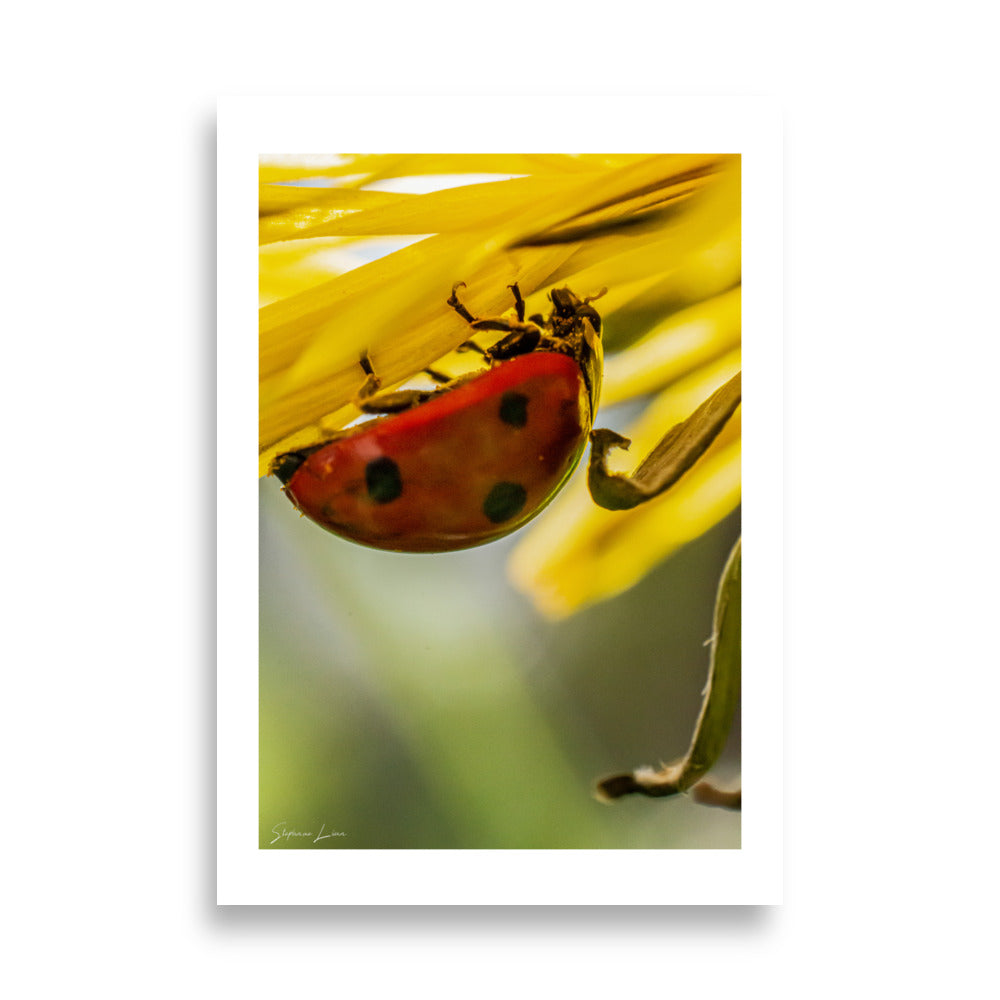 Affiches Macro Photographie