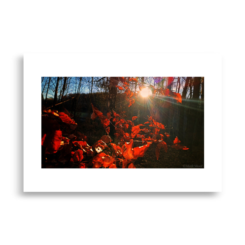 Poster mural des élèments da la nature en auvergne dans une foret.