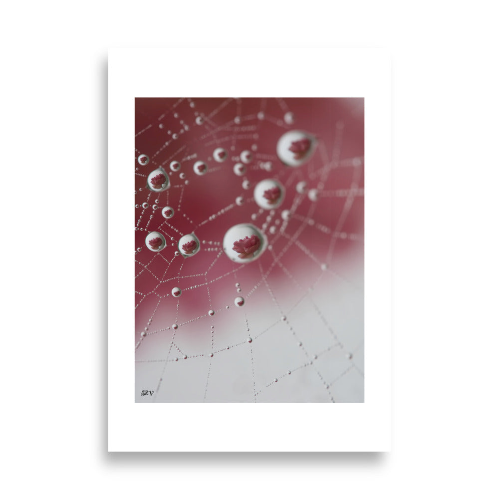 Affiche photo goutte d'eau reflet d'une rose 70x100