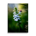 Affiche photo macro coccinelle rouge vif 70x100