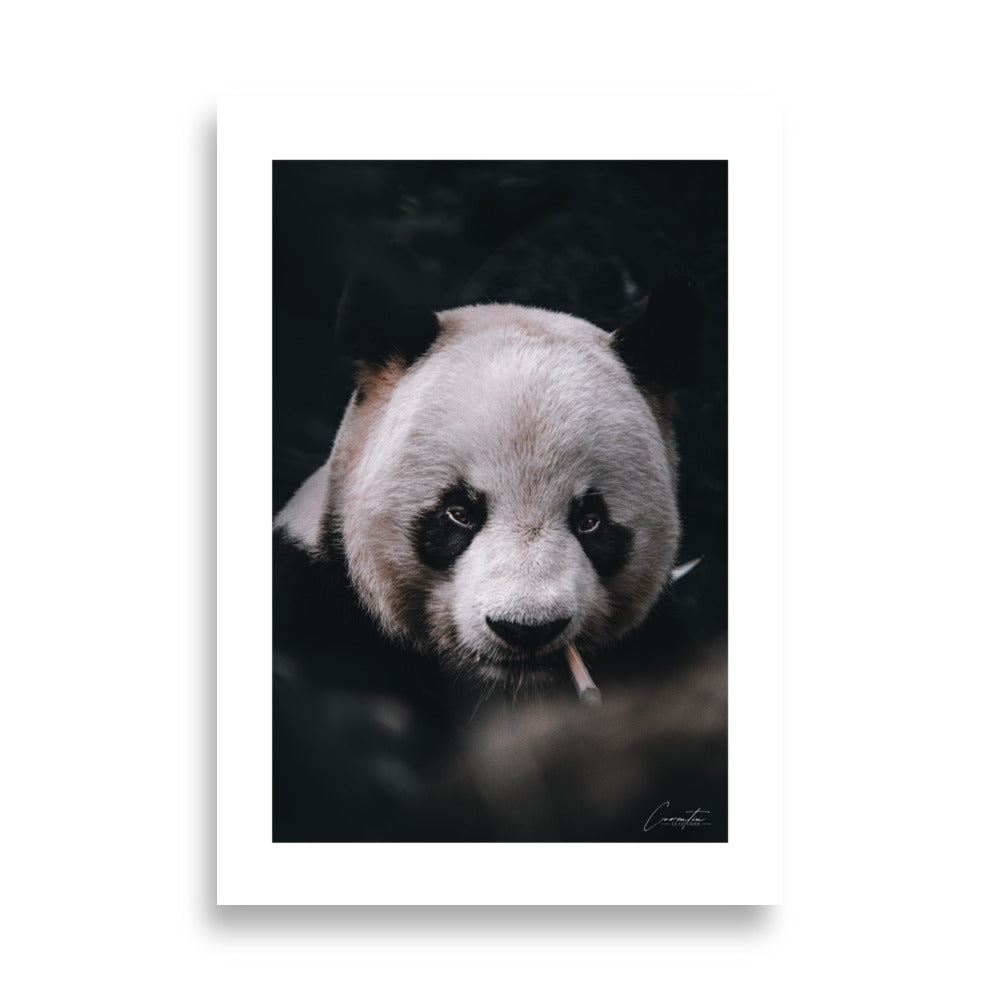 Poster photo - Panda qui fume - Corentin Lepvrier - Affiche 70x100