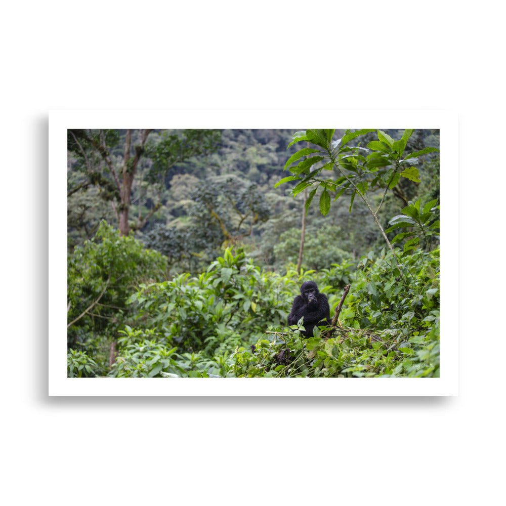 Poster photo - Jeune Gorille dans la jungle qui mange dans les arbres - Tony Crocetta - Affiche murale 70x100