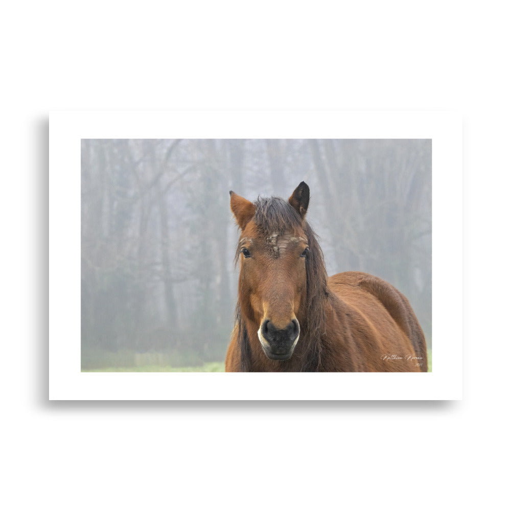 Poster - Photographie equine - Matthieu Morreau - Affiche murale 70x100