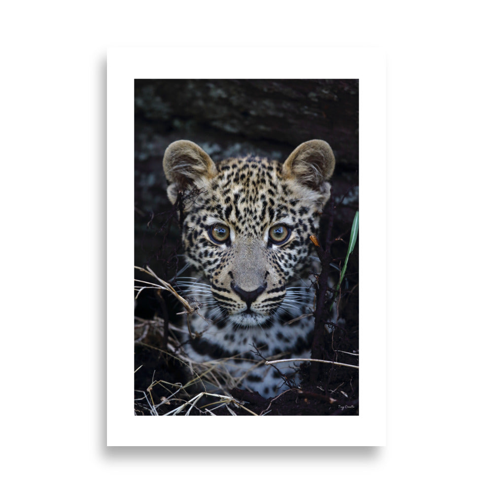 Poster Photographie animalière - Découvrez l'élégance sauvage avec ce portrait rapproché d’un jeune léopard. Une photographie d’art parfaite pour sublimer votre décoration et célébrer la nature. - Tony Crocetta - Affiche murale 70x100