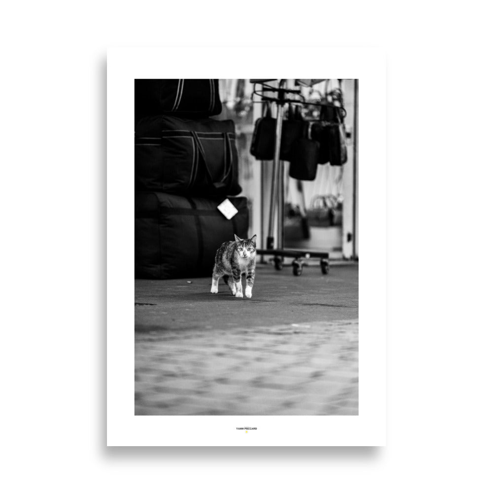 Poster photographie d'un chat a Rouen en noir et blanc - Découvrez l'élégance féline dans un décor urbain avec cette photographie en noir et blanc captivante. Un regard expressif et une composition intemporelle. - Yann Peccard - Affiche murale 70x100