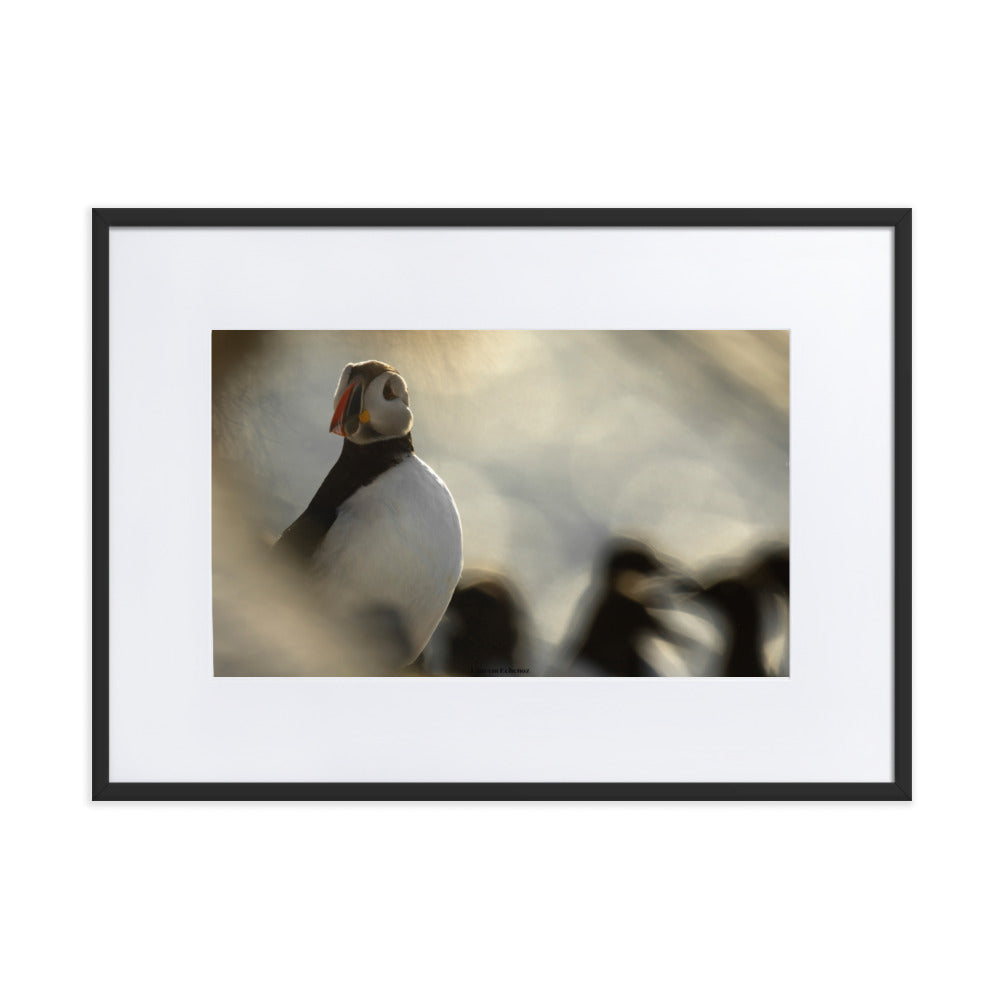 Photographie 'The Puffin's Game' de Laurent Echenoz, capturant un moment intime avec un Macareux moine, présentée dans un cadre élégant.