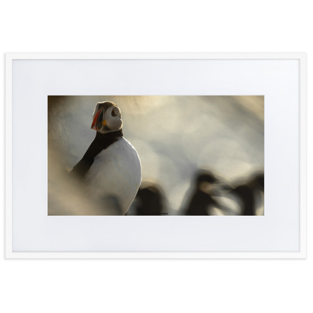 Photographie 'The Puffin's Game' de Laurent Echenoz, capturant un moment intime avec un Macareux moine, présentée dans un cadre élégant.